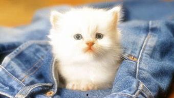 吃瓜娱乐赵小瞒小猫